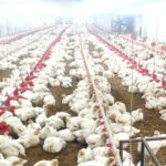 10,000 चूजों की क्षमता वाले एयर कंडीशनर मुर्गी फार्म का संचालन कर रही है माँ लक्ष्मी महिला समूह