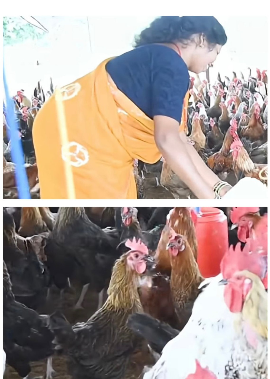  आजीविका मिशन से बदली तस्वीर: चर्रा की योगेश्वरी देवांगन बनीं महिला सशक्तिकरण की प्रेरणा