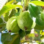  शासकीय उद्यान रोपणी मरवाही के आम फल बहार की नीलामी हेतु निविदा 16 मार्च तक आमंत्रित