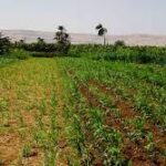 धान के बजाय मक्का से बढ़ा मुनाफा : किसान मालती मोहन बने उन्नत खेती की मिसाल