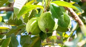  शासकीय उद्यान रोपणी मरवाही के आम फल बहार की नीलामी हेतु निविदा 16 मार्च तक आमंत्रित