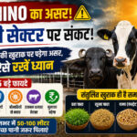  अल नीनो का पशुधन पर प्रभाव एवं बचाव हेतु सामयिक सलाह