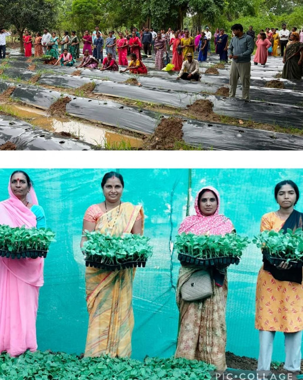  ​जलवायु परिवर्तन के दौर में किसानों के लिए वरदान बनेगी ग्राफ्टेड सब्जी: धमतरी में वैज्ञानिक प्रशिक्षण संपन्न