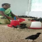 संघर्ष से सम्मान तक: बिहान और उन्नत मुर्गीपालन से बदली नारायणपुर की सुनीता की तकदीर