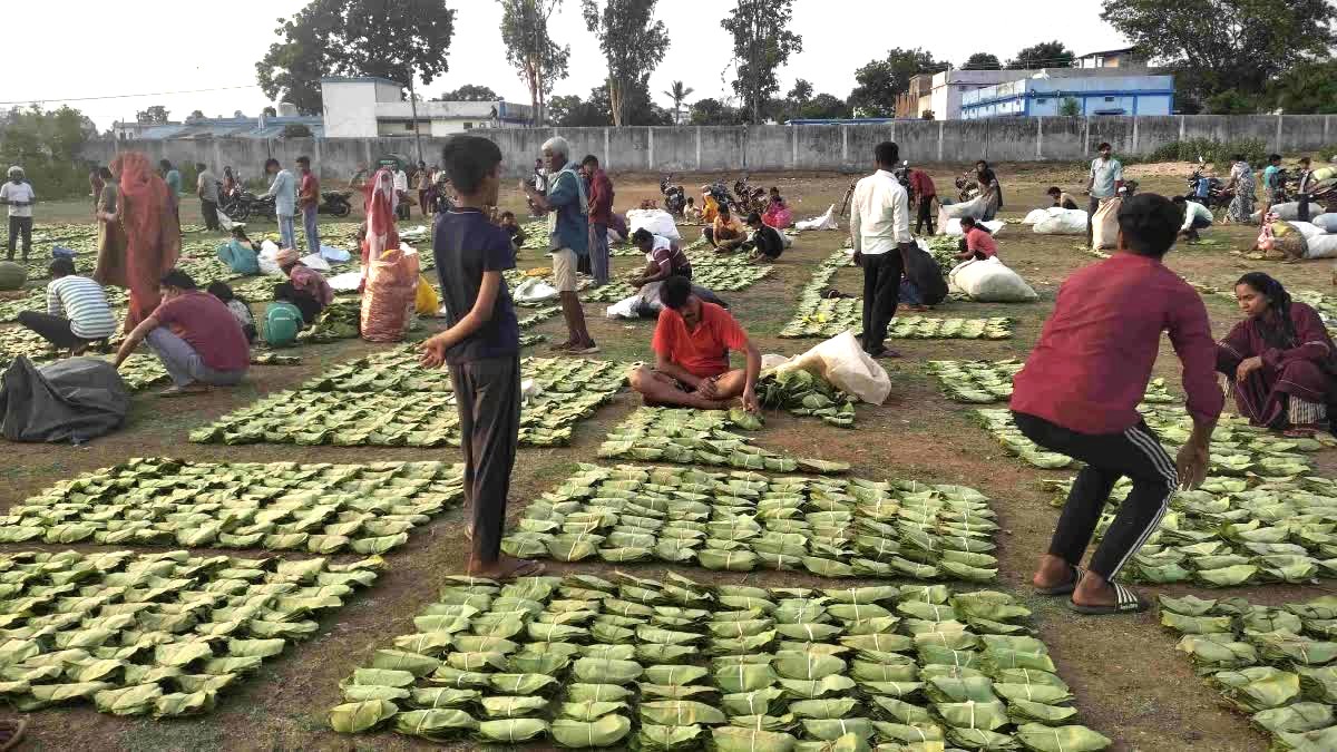  हरा सोना बना ग्रामीण परिवारों की आर्थिक ताकत