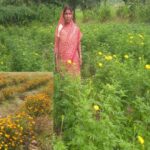 गेंदे की खेती से  कुमारी चंद्राकर ने बढ़ाई अपनी आमदनी
