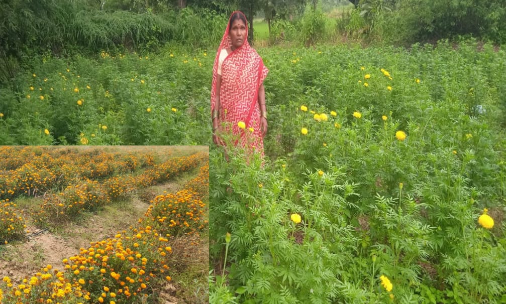 गेंदे की खेती से  कुमारी चंद्राकर ने बढ़ाई अपनी आमदनी