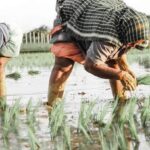 प्रदेश में लक्ष्य का 97 प्रतिशत बोनी पूर्ण