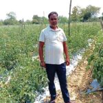 सेवा की कहानी : कम पानी में खीरे की खेती से मुकेश ने कमाए 2.25 लाख रुपये, अब 4 एकड़ में टमाटर की तैयारी